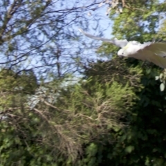 Cacatua galerita (Sulphur-crested Cockatoo) at Ainslie, ACT - 5 Feb 2018 by jb2602