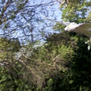 Cacatua galerita at Ainslie, ACT - 5 Feb 2018