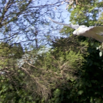 Cacatua galerita (Sulphur-crested Cockatoo) at Ainslie, ACT - 5 Feb 2018 by jb2602