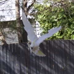 Cacatua galerita at Ainslie, ACT - 5 Feb 2018