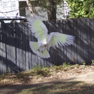 Cacatua galerita at Ainslie, ACT - 5 Feb 2018