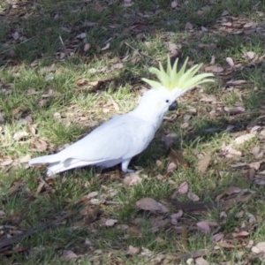 Cacatua galerita at Ainslie, ACT - 5 Feb 2018