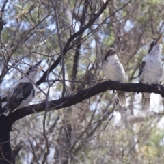 Dacelo novaeguineae (Laughing Kookaburra) at Majura, ACT - 4 Feb 2018 by jbromilow50