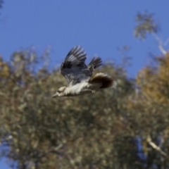 Dacelo novaeguineae at Majura, ACT - 5 Feb 2018 09:04 AM