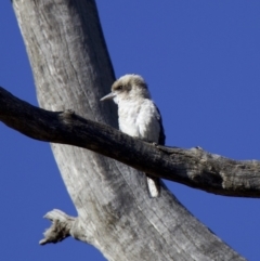 Dacelo novaeguineae at Majura, ACT - 5 Feb 2018