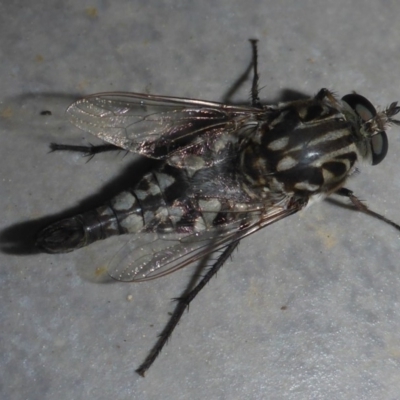 Apiocera moerens (Flower-loving Fly) at Reid, ACT - 5 Feb 2018 by JanetRussell