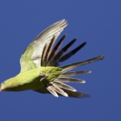 Polytelis swainsonii (Superb Parrot) at Ainslie, ACT - 5 Feb 2018 by jb2602