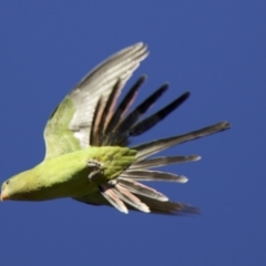 Polytelis swainsonii (Superb Parrot) at Ainslie, ACT - 4 Feb 2018 by jbromilow50