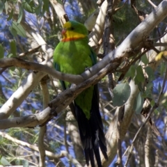 Polytelis swainsonii at Ainslie, ACT - 5 Feb 2018