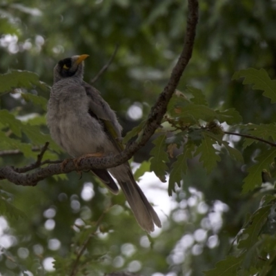 Manorina melanocephala (Noisy Miner) at Ainslie, ACT - 30 Jan 2018 by jbromilow50