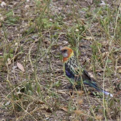 Platycercus eximius (Eastern Rosella) at Ainslie, ACT - 1 Feb 2018 by jb2602