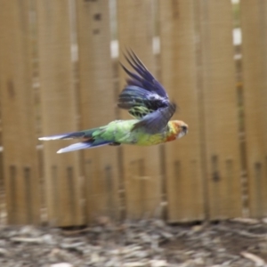 Platycercus eximius at Ainslie, ACT - 1 Feb 2018