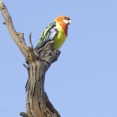 Platycercus eximius at Ainslie, ACT - 1 Feb 2018