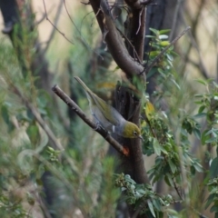 Zosterops lateralis (Silvereye) at Cook, ACT - 5 Feb 2018 by Tammy