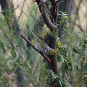 Zosterops lateralis at Cook, ACT - 5 Feb 2018