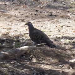 Phaps chalcoptera (Common Bronzewing) at Ainslie, ACT - 4 Feb 2018 by jb2602