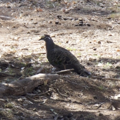 Phaps chalcoptera (Common Bronzewing) at Ainslie, ACT - 4 Feb 2018 by jb2602