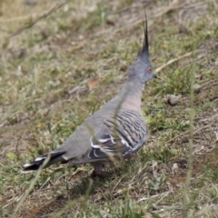 Ocyphaps lophotes (Crested Pigeon) at Mount Ainslie - 4 Feb 2018 by jb2602