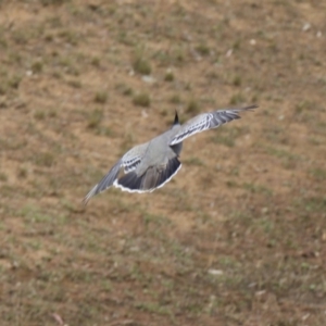 Ocyphaps lophotes at Ainslie, ACT - 5 Feb 2018