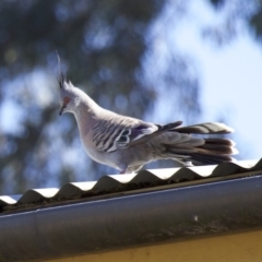 Ocyphaps lophotes at Ainslie, ACT - 5 Feb 2018