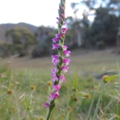 Spiranthes australis (Austral Ladies Tresses) at Conder, ACT - 3 Feb 2018 by michaelb