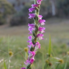 Spiranthes australis at Conder, ACT - 3 Feb 2018