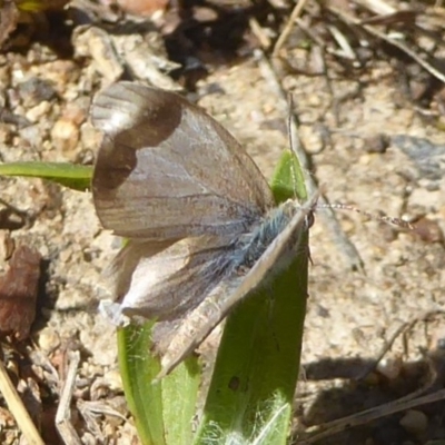Zizina otis (Common Grass-Blue) at Booth, ACT - 3 Feb 2018 by Christine