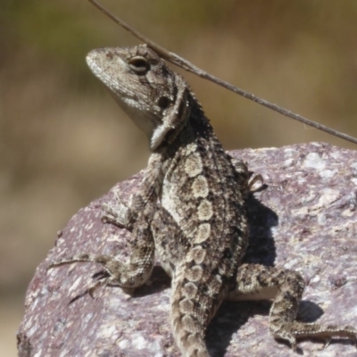 Amphibolurus muricatus (Jacky Lizard) at Booth, ACT - 4 Feb 2018 by Christine