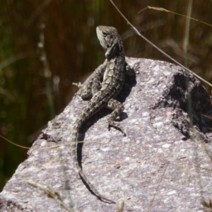 Amphibolurus muricatus at Booth, ACT - 4 Feb 2018 12:21 PM