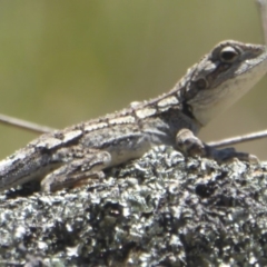 Amphibolurus muricatus at Booth, ACT - 4 Feb 2018