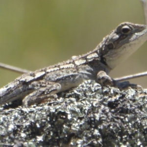 Amphibolurus muricatus at Booth, ACT - 4 Feb 2018