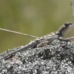 Amphibolurus muricatus at Booth, ACT - 4 Feb 2018 12:21 PM