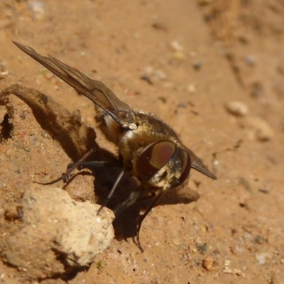 Villa sp. (genus) (Unidentified Villa bee fly) at Rendezvous Creek, ACT - 4 Feb 2018 by Christine