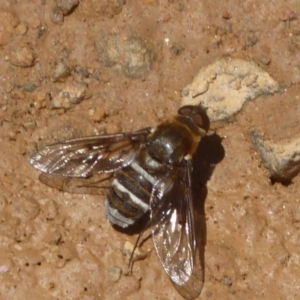 Villa sp. (genus) at Rendezvous Creek, ACT - 4 Feb 2018