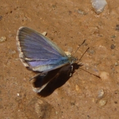 Zizina otis (Common Grass-Blue) at Namadgi National Park - 4 Feb 2018 by Christine
