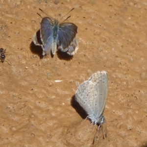 Zizina otis at Rendezvous Creek, ACT - 4 Feb 2018 01:38 PM