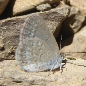 Zizina otis at Rendezvous Creek, ACT - 4 Feb 2018