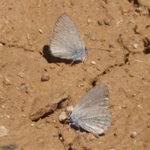 Zizina otis at Rendezvous Creek, ACT - 4 Feb 2018