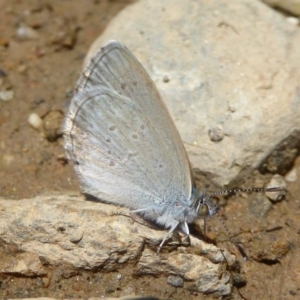 Zizina otis at Rendezvous Creek, ACT - 4 Feb 2018