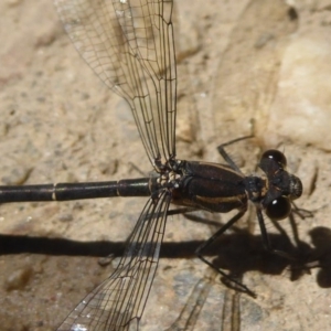 Austroargiolestes icteromelas at Rendezvous Creek, ACT - 4 Feb 2018