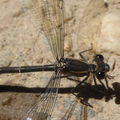 Austroargiolestes icteromelas (Common Flatwing) at Rendezvous Creek, ACT - 4 Feb 2018 by Christine