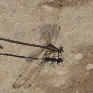 Austroargiolestes icteromelas at Rendezvous Creek, ACT - 4 Feb 2018