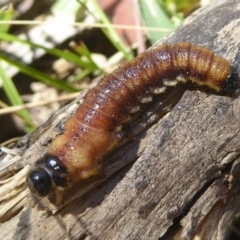 Pergidae sp. (family) (Unidentified Sawfly) at Namadgi National Park - 4 Feb 2018 by Christine