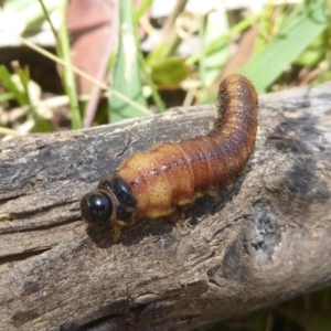 Pergidae sp. (family) at Rendezvous Creek, ACT - 4 Feb 2018 02:26 PM