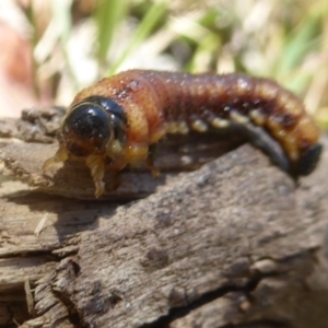 Pergidae sp. (family) at Rendezvous Creek, ACT - 4 Feb 2018 02:26 PM