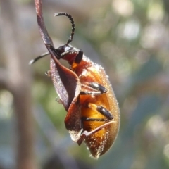 Ecnolagria grandis (Honeybrown beetle) at Namadgi National Park - 4 Feb 2018 by Christine