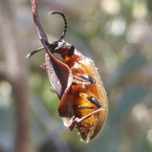 Ecnolagria grandis at Rendezvous Creek, ACT - 4 Feb 2018