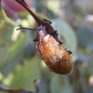 Ecnolagria grandis at Rendezvous Creek, ACT - 4 Feb 2018