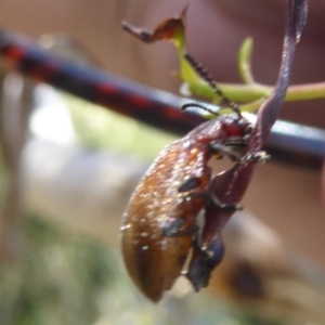 Ecnolagria grandis at Rendezvous Creek, ACT - 4 Feb 2018 02:40 PM