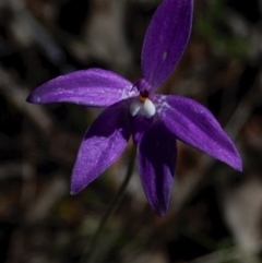 Glossodia major (Wax Lip Orchid) at Aranda Bushland - 5 Oct 2013 by KMcCue